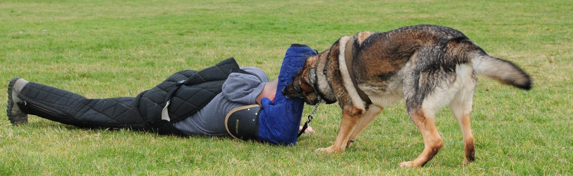 U.S. Air Force Staff Sgt. Joseph Serrano, 100th Security Forces Squadron Military Working Dog handler from Santa Clarita Valley, Calif., undergoes an attack from MWD Zulton during a training session Feb. 14, 2014, on RAF Mildenhall, England. The MWD teams conduct patrol training on a daily basis and incorporate a wide variety of stimuli to ensure the training is as realistic as possible. The MWD teams are instrumental in many areas because of their capability in providing defense for critical buildings and facilities and to deliver a psychological deterrent. (U.S. Air Force photo by Karen Abeyasekere/Released)