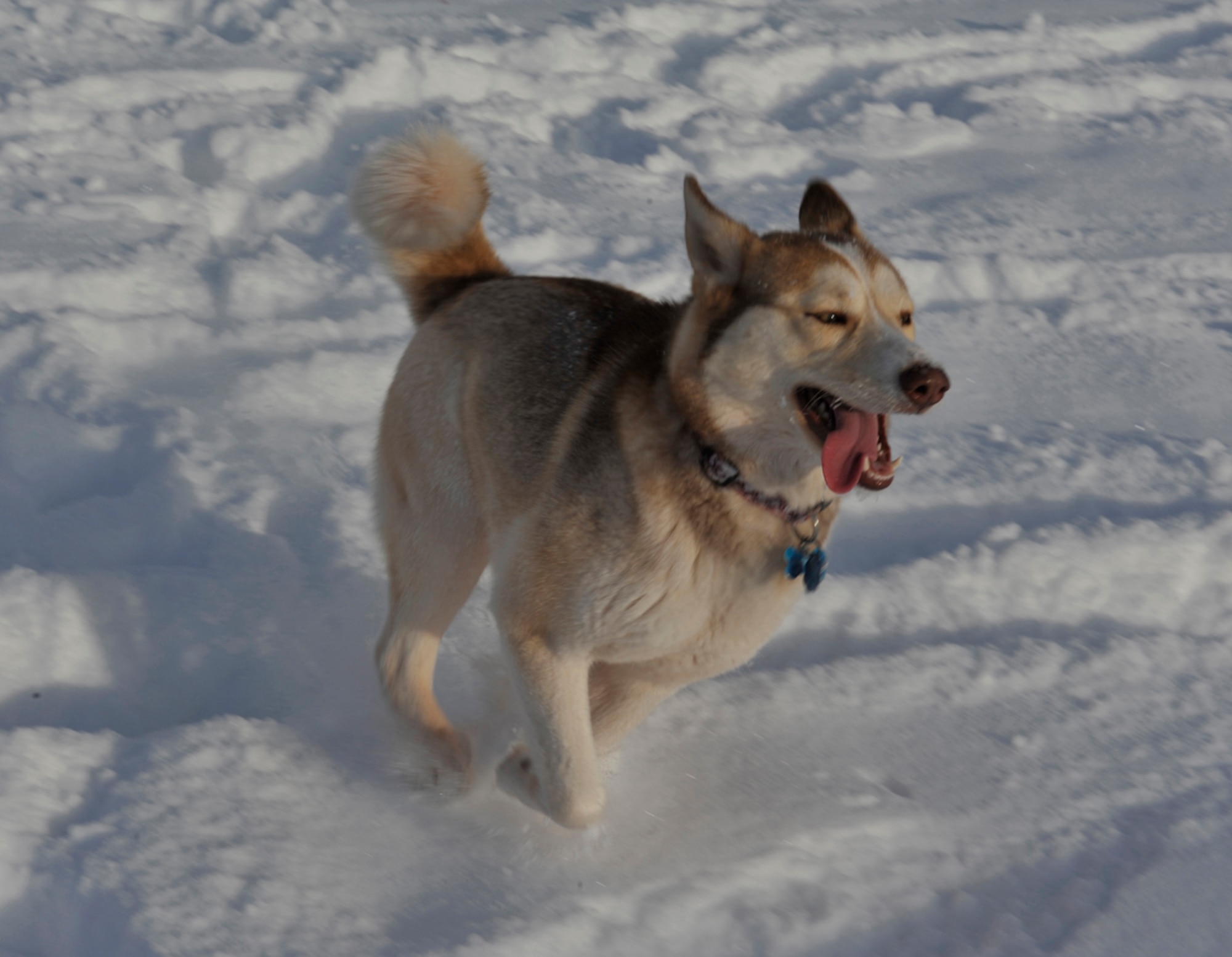 Luna, a Siberian Husky, plays in the snow at the Dog Park on Joint Base Elmendorf-Richardson, Feb. 19.  Pet owners on JBER have access to base resources, such as a veterinarian and housing services, to aid in the proper care and cleanup of their animals.  (U.S. Air Force photo/Airman 1st Class Tammie Ramsouer)