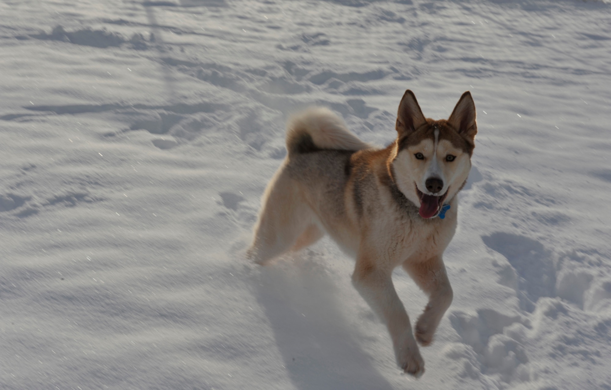 Luna, a Siberian Husky, plays in the snow at the Dog Park on Joint Base Elmendorf-Richardson, Feb. 19.  Pet owners on JBER have access to base resources, such as a veterinarian and housing services, to aid in the proper care and cleanup of their animals.  (U.S. Air Force photo/Airman 1st Class Tammie Ramsouer)