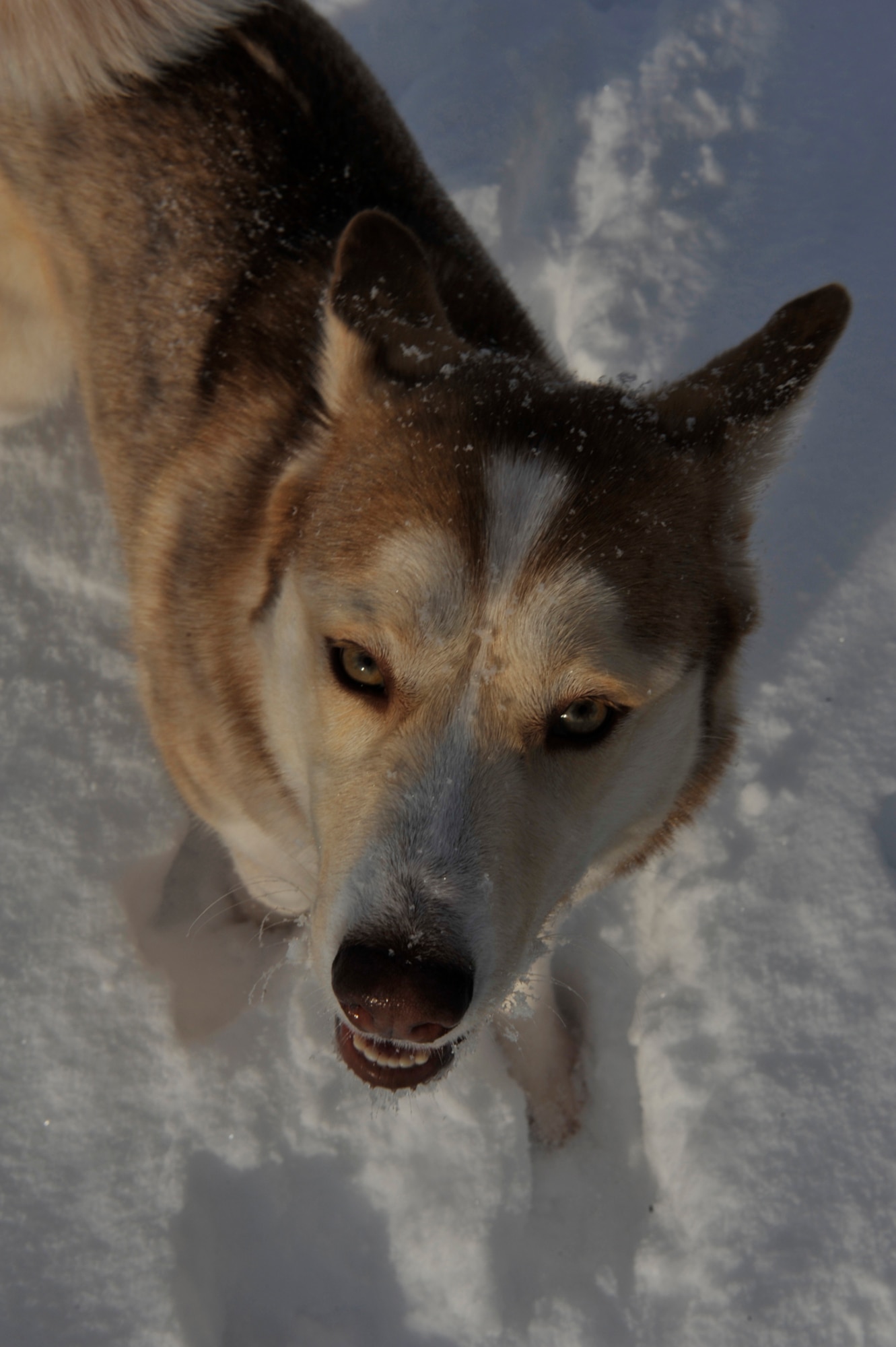 JOINT BASE ELMENDORF-RICHARDSON,	 Alaska???Luna, a Siberian Husky, plays in the snow at the Dog Park on Joint Base Elmendorf-Richardson, Feb. 19. Luna resides in JBER housing.  Pet owners on JBER have access to base resources, such as a veterinarian and housing services, to aid in the proper care and cleanup of their animals.  (U.S. Air Force photo/Airman 1st Class Tammie Ramsouer)