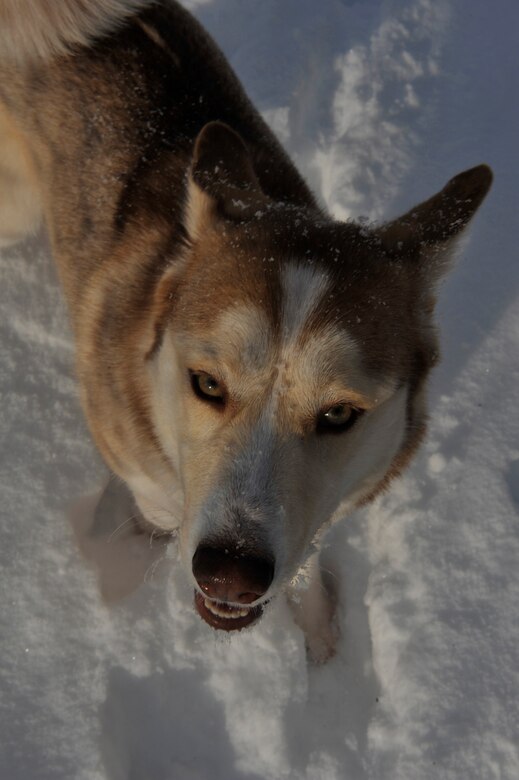 are huskies allowed on military bases