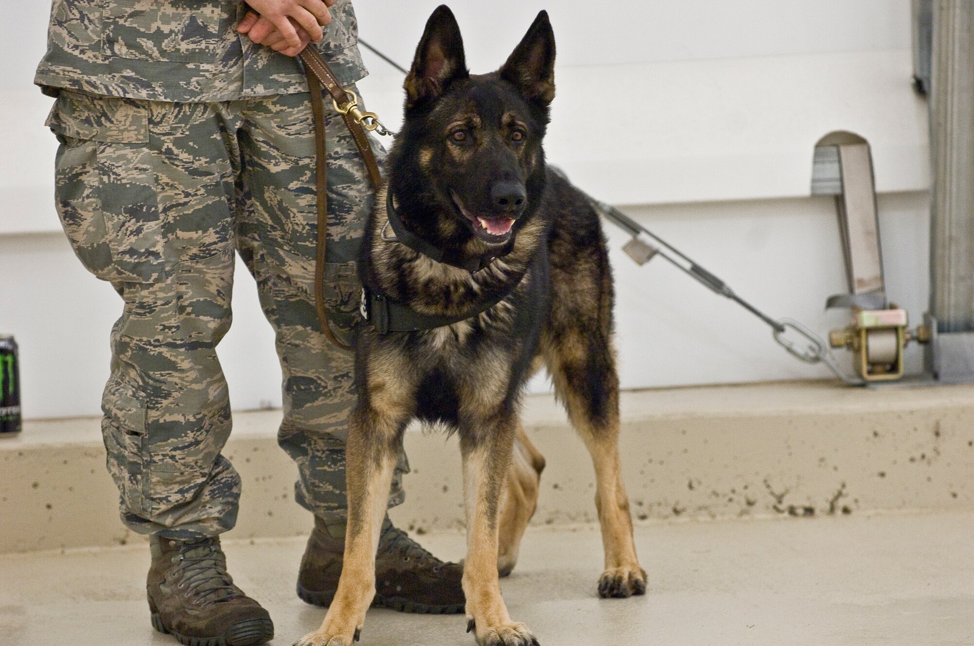 Tonic, 4th Security Forces Squadron military working dog (MWD), prepares for a demonstration during the annual Wayne County Woof Fest, Feb. 15, 2014, in Dudley, N.C.  Woof Fest is a yearly event for patrons to celebrate their love for dogs.  During the event, handlers and MWDs showcased their intense training regimen and versatile skills in base defense to the local community.  (U.S. Air Force by Airman 1st Class Brittain Crolley)