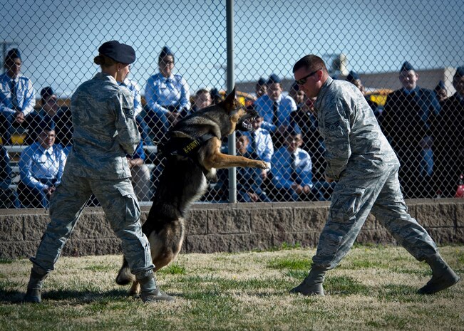 U.S. Air Force Staff Sgt. Bobbie Ohm, 99th Security Forces Squadron military working dog handler, conducts a MWD aggression training demonstration with the assistance of Senior Airman Andrew Woodard, 99th SFS MWD handler and Habo, 99th SFS MWD, during a Junior Reserve Officer Training Corps visit Feb. 21, 2014, at Nellis Air Force Base, Nev. Ohm and Woodard demonstrated various commands used with Habo to apprehend a suspect. (U.S. Air Force photo by Senior Airman Jason Couillard)