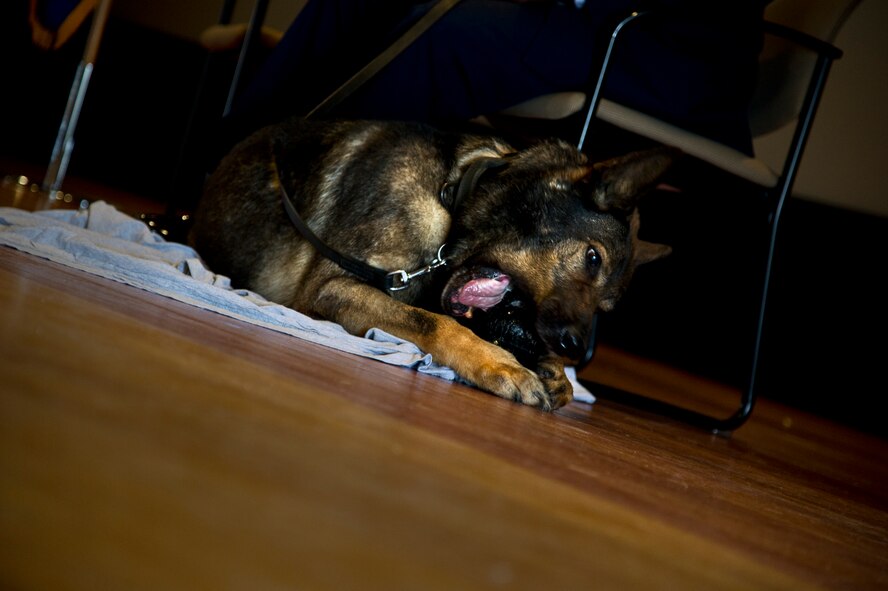 Military Working Dog Ben chews on his Kong during his retirement ceremony at Minot Air Force Base, N.D., Feb. 19, 2013. MWD Ben dedicated five-and-a-half years of duty to the United States Air Force. (U.S. Air Force photo/Senior Airman Brittany Y. Auld)                          
