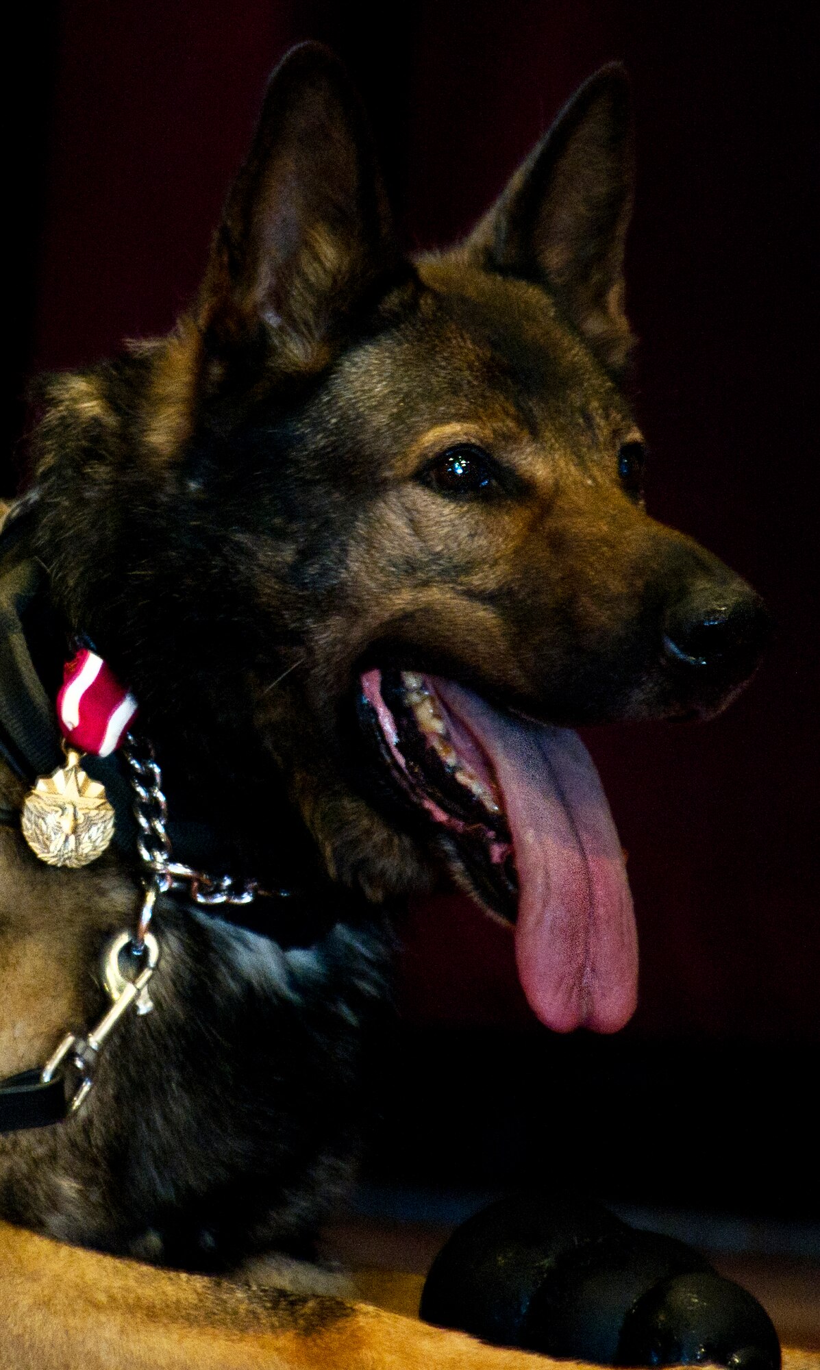 Military Working Dog Ben lays on stage during his retirement ceremony at Minot Air Force Base, N.D., Feb. 19, 2013. MWD Ben dedicated five-and-a-half years of duty to the United States Air Force and was awarded the Meritorious Service medal. (U.S. Air Force photo/Senior Airman Brittany Y. Auld)