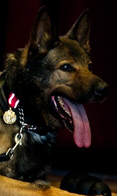 Military Working Dog Ben lays on stage during his retirement ceremony at Minot Air Force Base, N.D., Feb. 19, 2013. MWD Ben dedicated five-and-a-half years of duty to the United States Air Force and was awarded the Meritorious Service medal. (U.S. Air Force photo/Senior Airman Brittany Y. Auld)