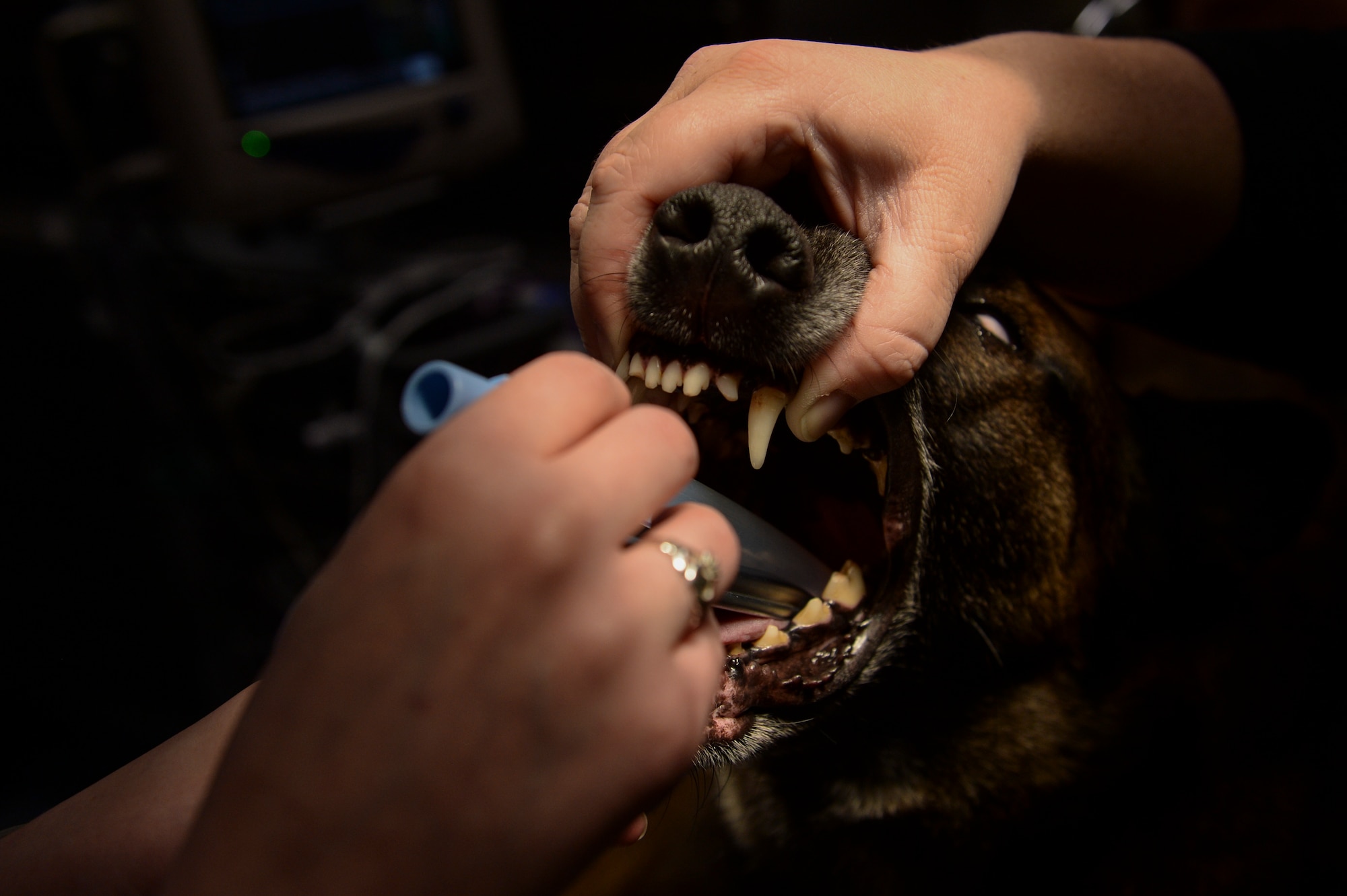 A 52nd Security Forces Squadron military working dog undergoes a dental cleaning at veterinarian clinic Dec. 4, 2013, at Spangdahlem Air Base, Germany. The clinic cares for all military working dogs on base and some household pets. (U.S. Air Force photo by Senior Airman Rusty Frank/Released)