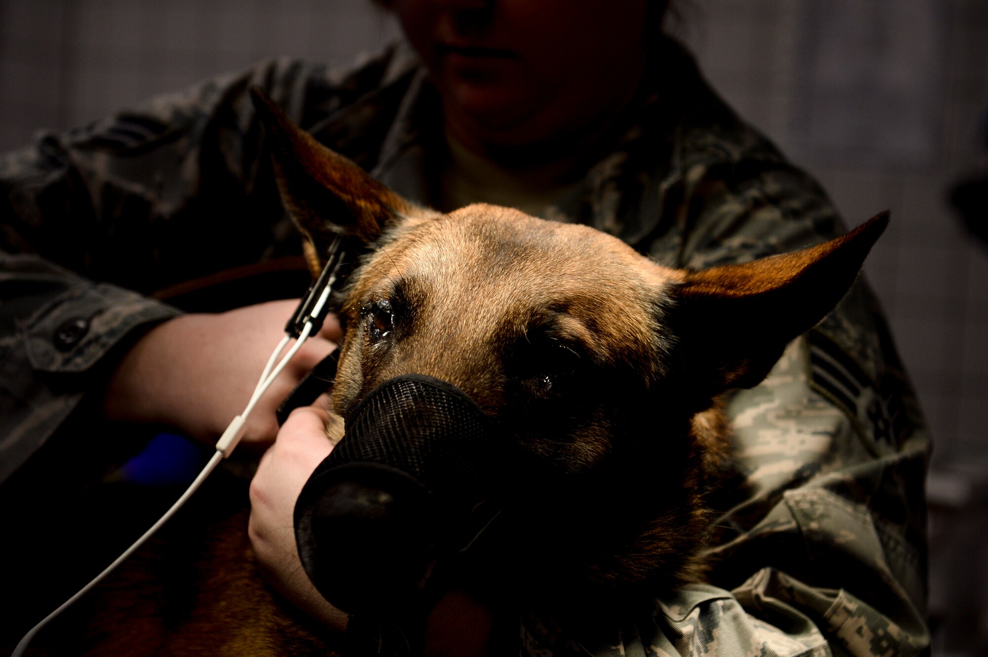 A 52nd Security Forces Squadron military working dog is held by his handler prior to undergoing a oral cleaning at the veterinarian clinic Dec. 4, 2013, at Spangdahlem Air Base, Germany. Military working dogs undergo dental cleaning every year. (U.S. Air Force photo by Senior Airman Rusty Frank/Released)