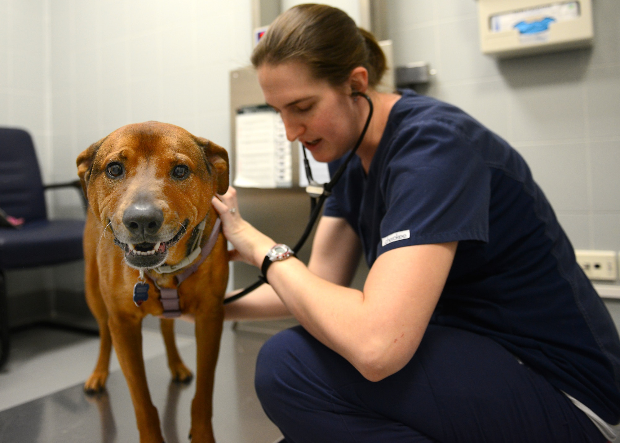 Robin Minette, Veterinary Treatment Facility animal care technician, weighs and checks the heart rate of a patient during a routine checkup, Feb. 26, 2014, at Aviano Air Base, Italy. The VTF provides veterinary services to approximately 4,000 registered animals that belong to Team Aviano personnel and their families.  (U.S. Air Force photo/Airman 1st Class Ryan Conroy) 