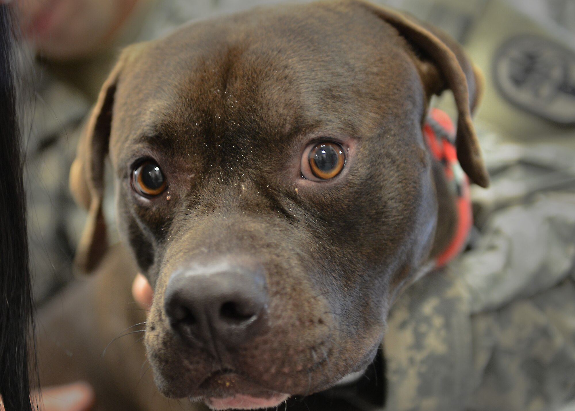 Bronson waits for a routine checkup at the Veterinary Treatment Facility, Feb. 26, 2014, at Aviano Air Base, Italy.  The VTF provides veterinary services to approximately 4,000 registered animals that belong to Team Aviano personnel and their families. (U.S. Air Force photo/Airman 1st Class Ryan Conroy) 
