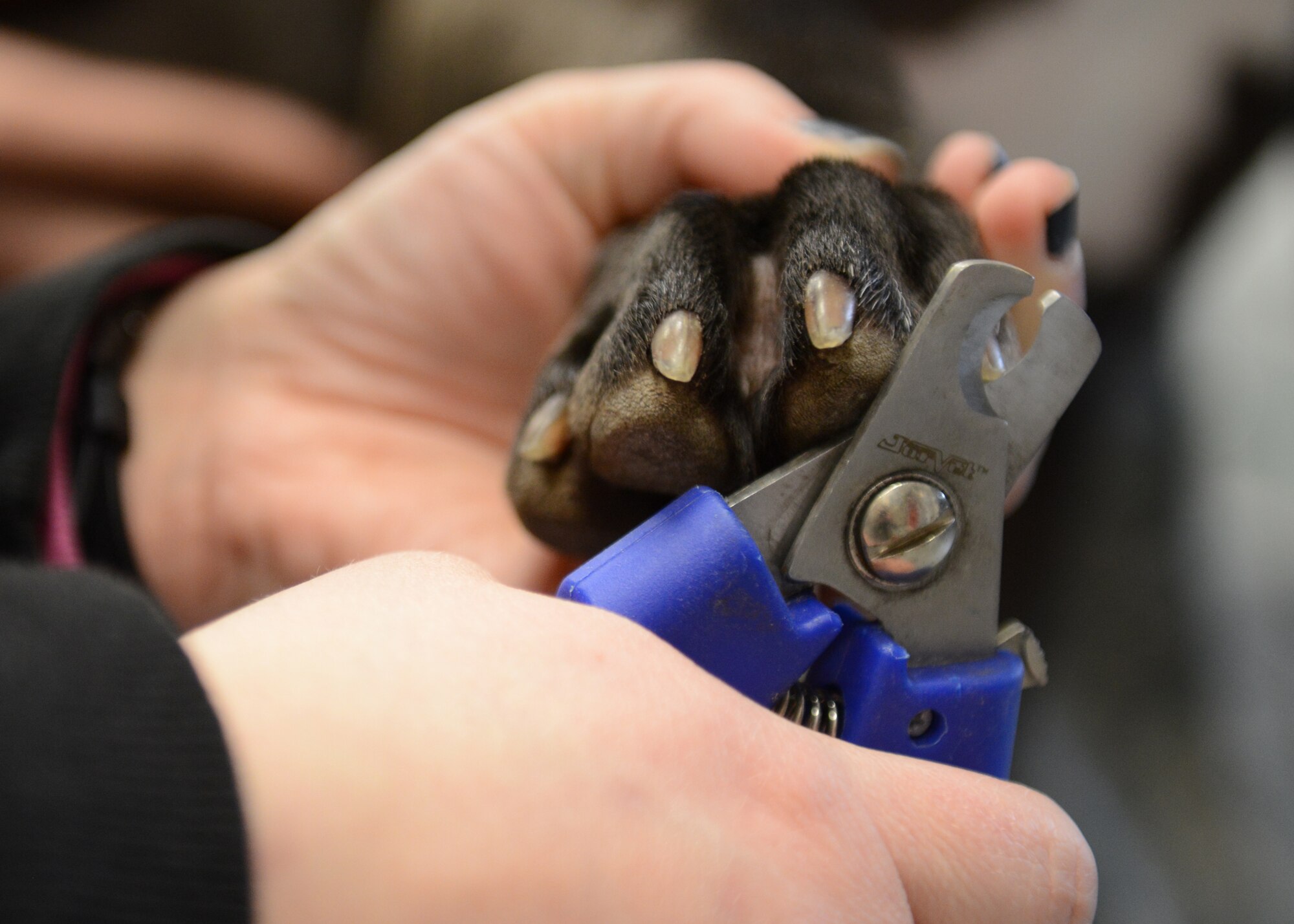 Ashley Savino, Veterinary Treatment Facility animal care technician cuts Bronson’s nails, Feb. 26, 2014, at Aviano Air Base, Italy. The seven-person clinic’s mission conducts routine services and approximately eight surgeries to an average of 100 personally owned animals a week. (U.S. Air Force photo/Airman 1st Class Ryan Conroy) 