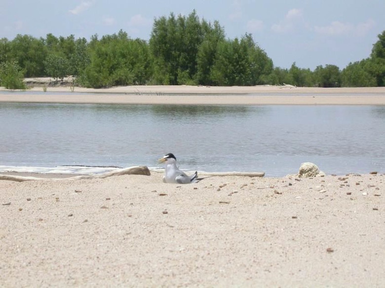 Photo of the Interior Least Tern – Willow Cut-Off, East Carroll Parish, LA, from the 2012 Lower Mississippi River Strategic Habitat Conservation Plan