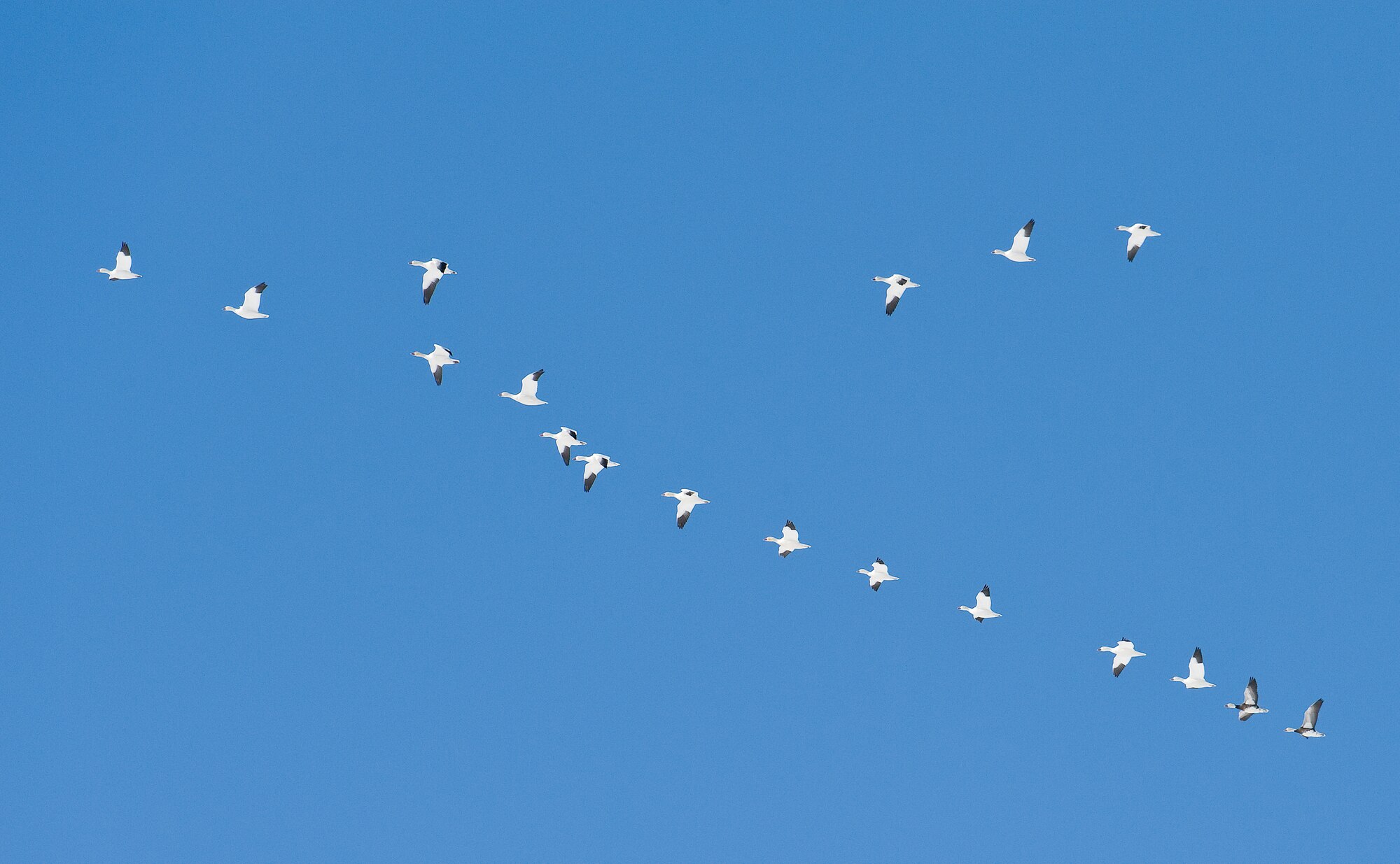 A flock of snow geese flies over the runway Jan. 3, 2014, at Dover Air Force Base, Del. This was the first snow storm of 2014 which dumped four inches of snow in the Dover area. (U.S. Air Force photo/Roland Balik)