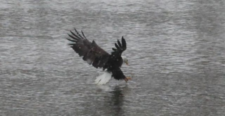 "All About Eagles," Sat., Feb. 8 at 12:30 p.m. at the Carlyle High School Gymnasium.  Come out for a live bald eagle demonstration presented by the World Bird Sanctuary and eagle viewing  at the Carlyle Lake Main Dam and General Dean Recreation Area.