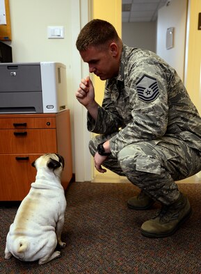 Master Sgt. Michael Lee, 31st Medical Operations Squadron Mental Health Flight chief, waits for his dog, Kelty, to obey a command before giving him a treat. Kelty is the flight’s first-ever certified pet therapy dog. (U.S. Air Force photo/Staff Sgt. R.J. Biermann)