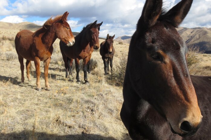Mules gather, curious about fence repairs at Lucky Peak Lake.  While grazing no longer occurs upon Lucky Peak lands, visitors are reminded to close gates behind them as they traverse from our areas onto neighboring lands.