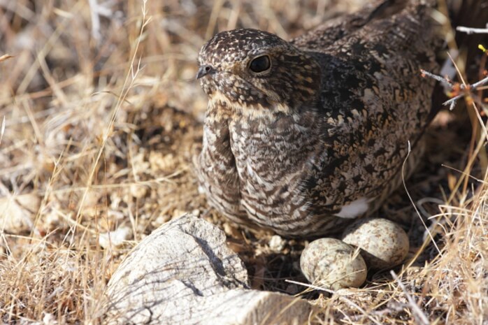 A Common Nighthawk covers her clutch of eggs.  Lucky Peak Lake public lands are predominantly sagebrush steppe, favored by many species of ground-nesting birds.