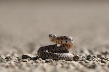 A harmless, young Gopher Snake rears back defensively.
