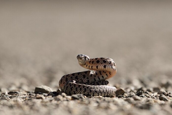 A harmless, young Gopher Snake rears back defensively.