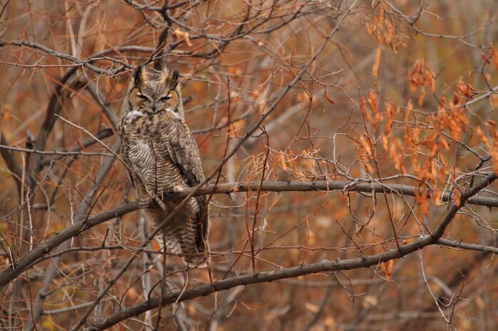 Great Horned Owls rule the night skies but find quiet perches in trees and brush for rest and cover by day.