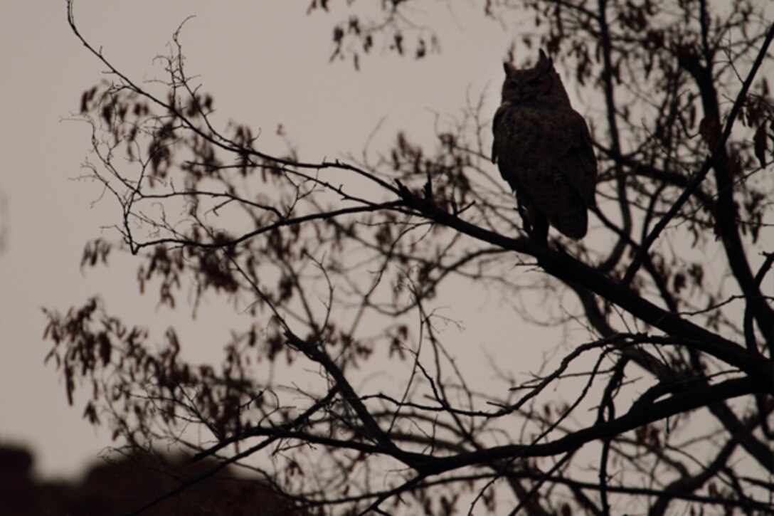 A Great Horned Owl awaits the stirrings of mice and other small mammals in the twilight.