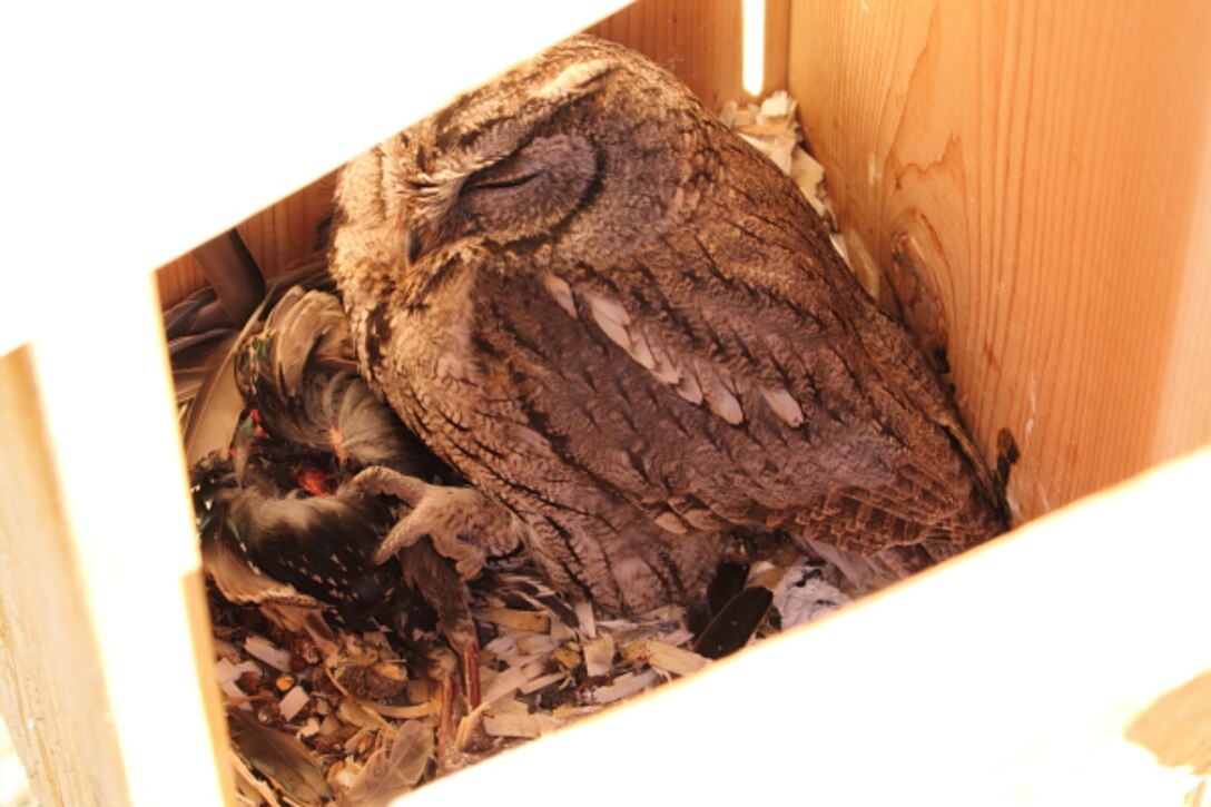 This Screech Owl finds the perfect shelter spot – a Kestrel nest box – to nap after lunching on a European Starling.