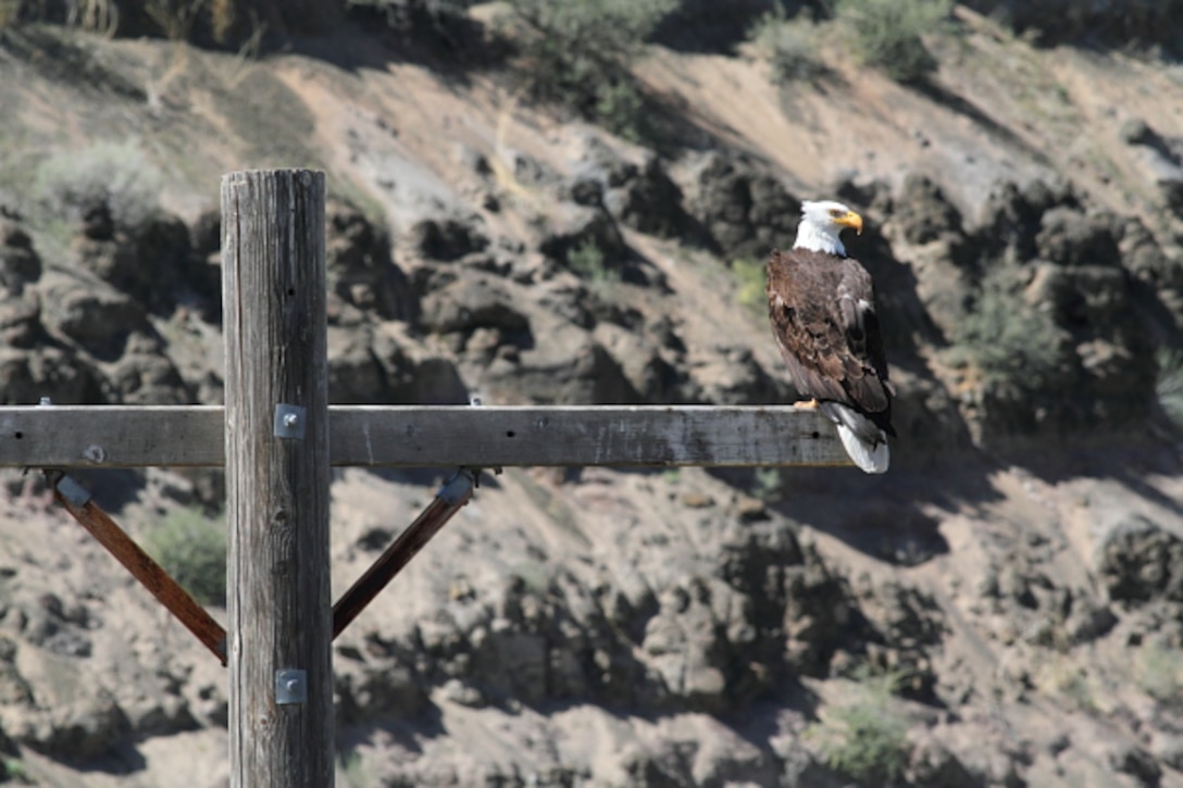 A Bald Eagle perches on a platform near the Lucky Peak Power Plant Project.  Bald Eagles are frequently sited above and below Lucky Peak Dam in late winter and spring months.