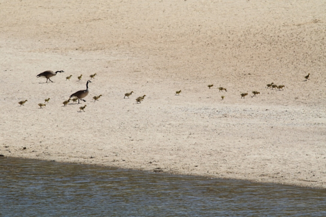 A brood of goslings is herded across the beach at Lucky Peak State Park’s Sandy Point Unit.