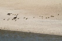 A brood of goslings is herded across the beach at Lucky Peak State Park’s Sandy Point Unit.