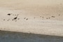 A brood of goslings is herded across the beach at Lucky Peak State Park’s Sandy Point Unit.