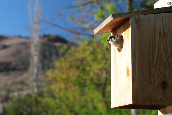 A mother Kestrel emerges from her nest box after delivering a meal to her three chicks inside.  Lucky Peak Lake established a 30-box Kestrel Nest Box Program, seeing one-third of the boxes utilized in it’s first season, 2013.