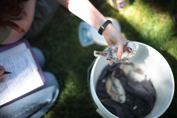 A Kestrel chick is removed from its nest box and leg-banded to assist regional population studies that have indicated a gradual decline in numbers.  Lucky Peak Lake’s Kestrel Program offers unique opportunities for the public to watch and participate with banding each spring.