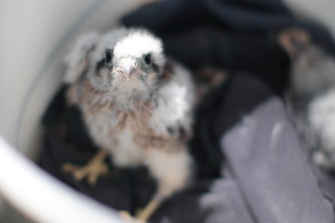 A Kestrel chick looks unimpressed following leg banding.  Kestrels – with a population in decline –benefit from the nest box program at Lucky Peak Lake and are inspiring young people at the same time.