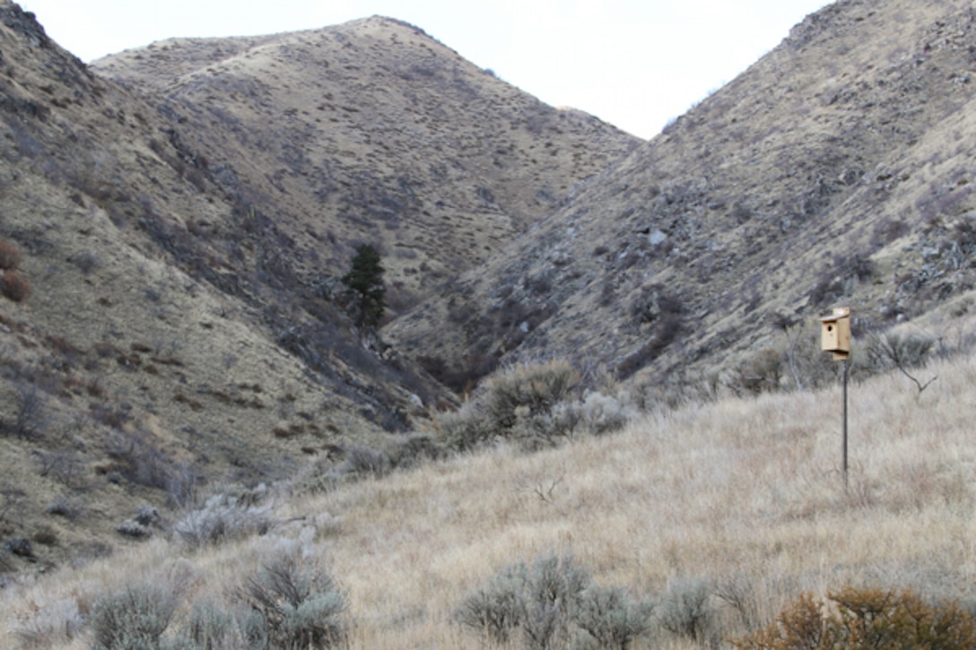 Kestrel nest box at Lucky Peak Lake.