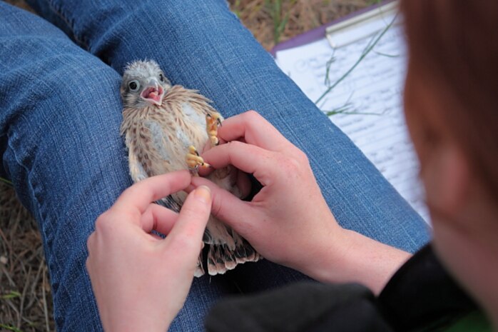 Lucky Peak Lake volunteers help monitor kestrel nest boxes to assist researchers with long term regional mark and recapture studies.
