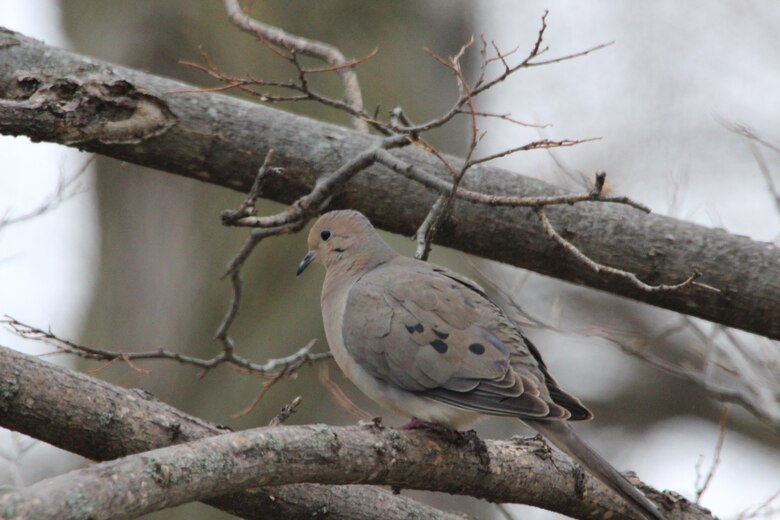 A lone Mourning Dove sitting on a branch near the Lewis and Clark Visitor Center at Gavins Point Project.  The Visitor Center is a great location for bird watchers.