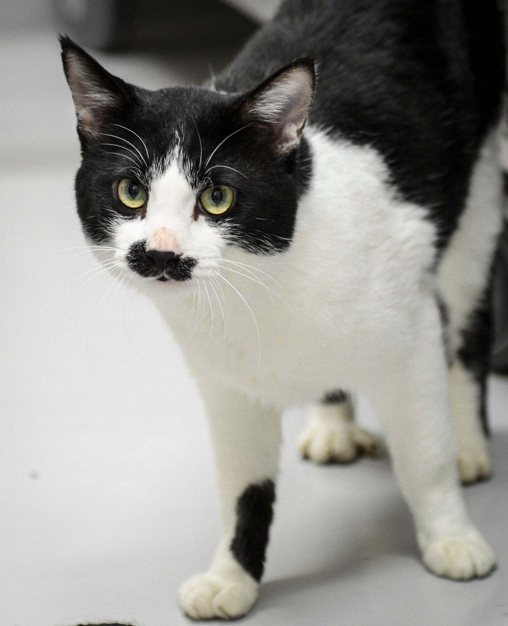 Chaplin, one of the cats up for adoption at the Pet Care Center, stares at the camera at Yokota Air Base, Japan, Jan.21, 2014.  Chaplin is currently about 3 years of age. (U.S. Air Force photo by Airman 1st Class Meagan Schutter/Released)