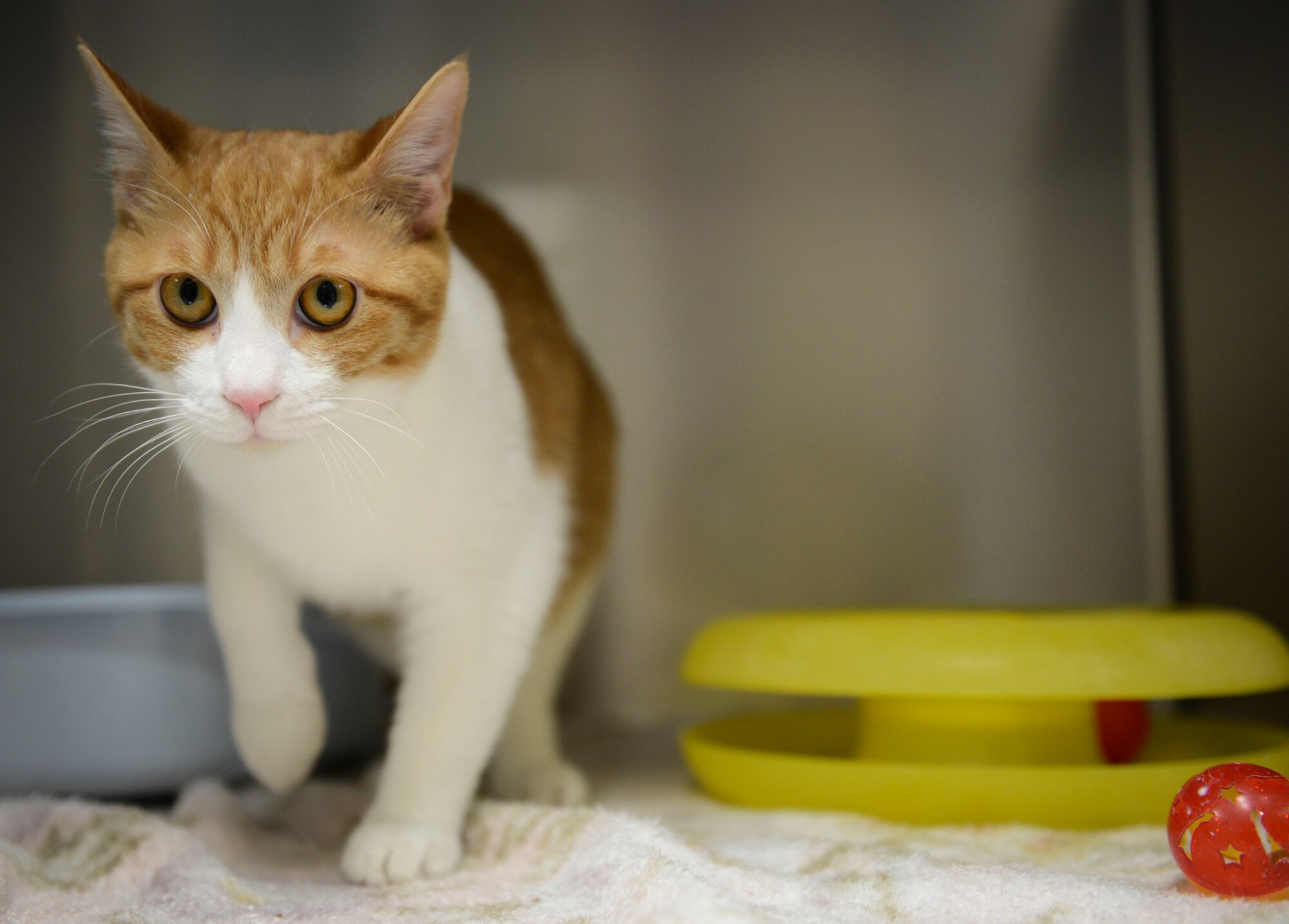 Dai, one of the cats available for adoption at the Pet Care Center, walks toward the camera at Yokota Air Base, Japan, Jan.21, 2014.  There are currently five cats up for adoption and zero canines. (U.S. Air Force photo by Airman 1st Class Meagan Schutter/Released)