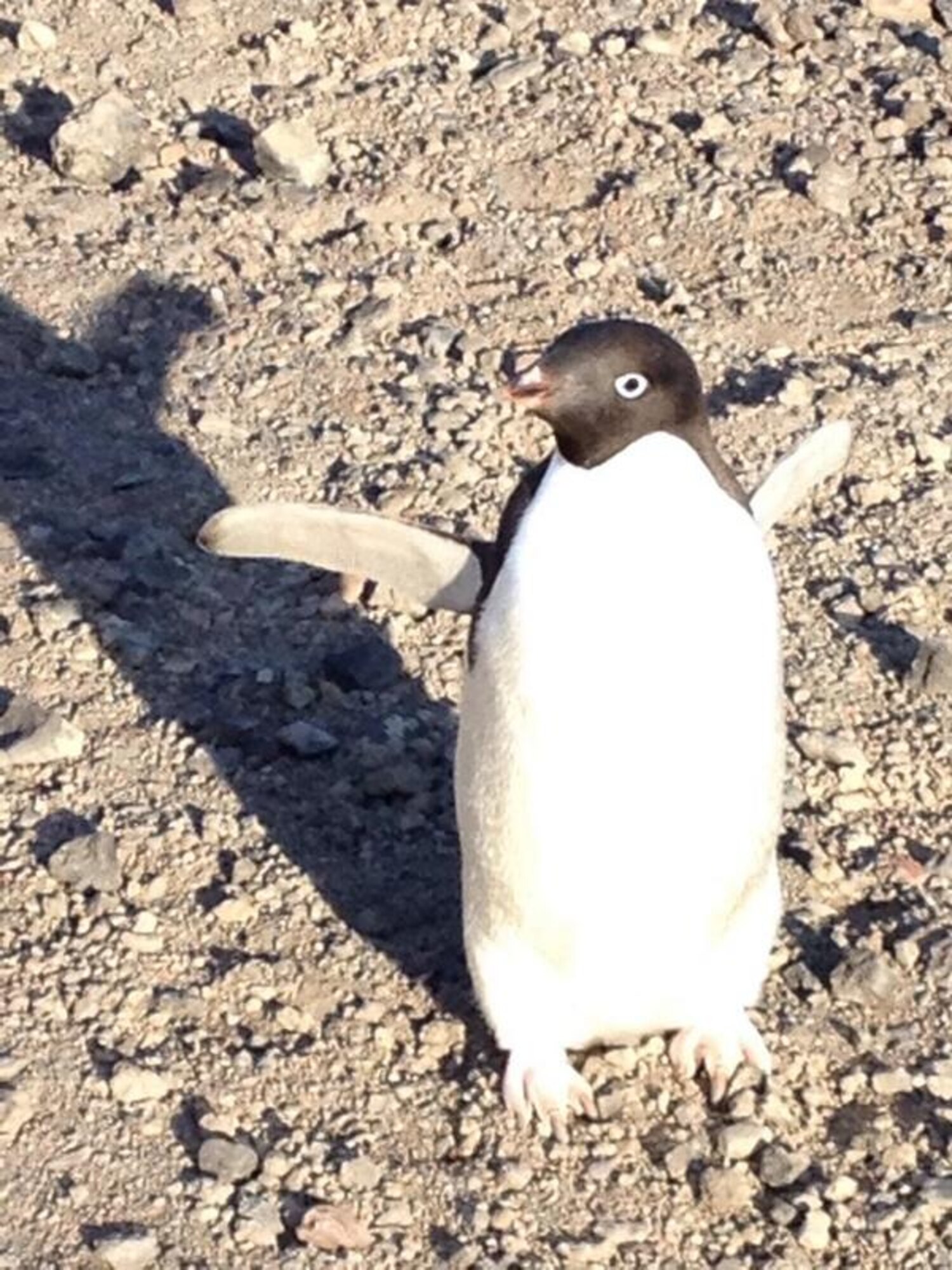 Lt. Gen. Brooks Bash, Air Mobility Command vice commander, met a penguin during his trip to Antarctica Jan. 23, 2014. To follow Bash's trip, visit Air Mobility Command's Twitter page at https://twitter.com/AirMobilityCmd. 