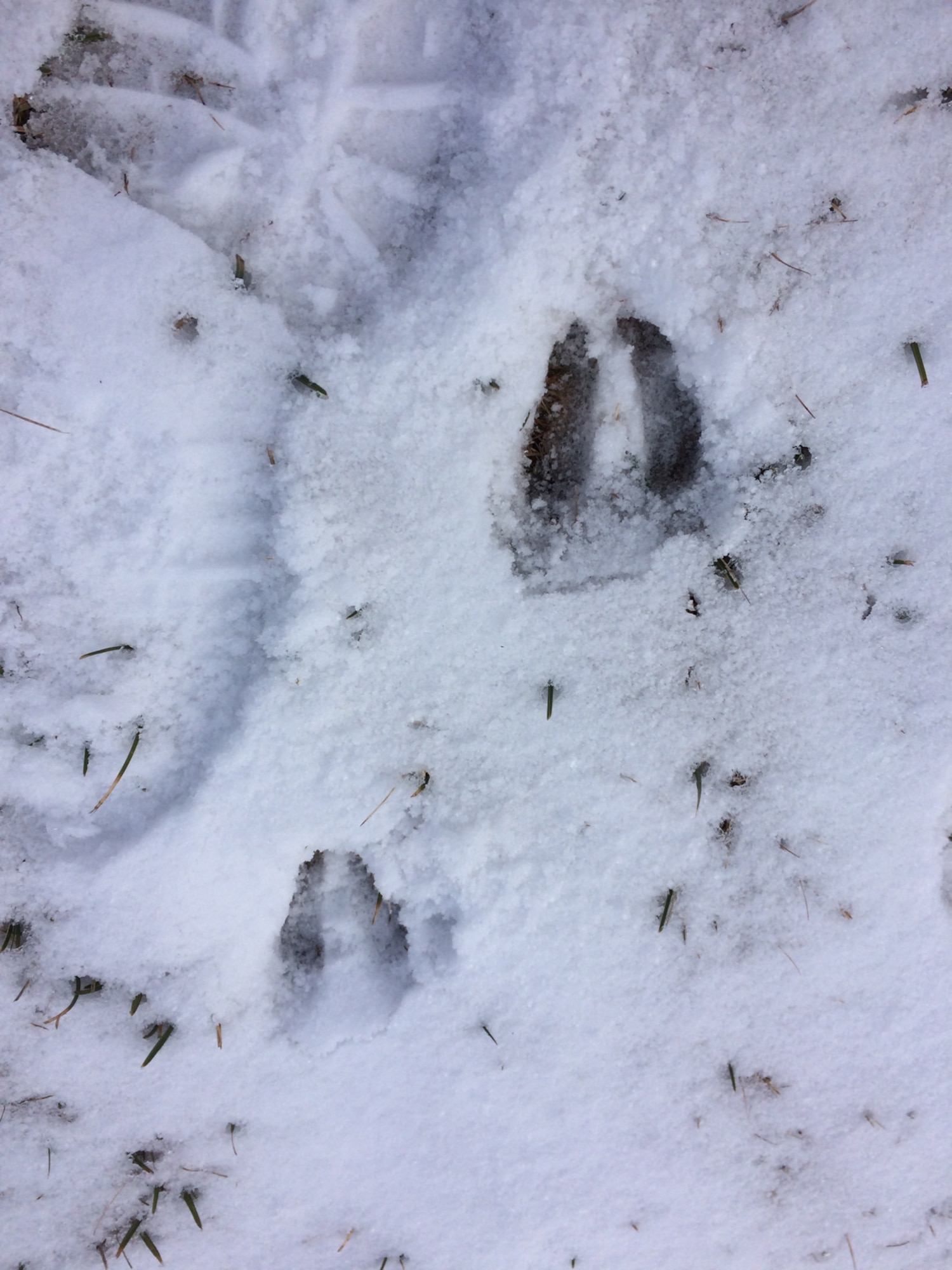 Deer prints can be seen in the snow at Pala Fontana. Hikers can enjoy the peace and quiet atop this 5,000 foot high peak. (U.S. Air Force photo/Staff Sgt. R.J. Biermann)