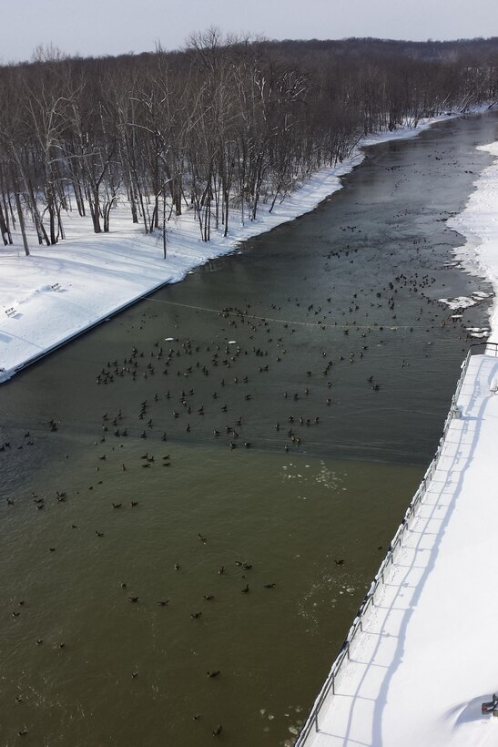 Ducks and geese take over the stilling basin at J. Edward Roush Lake. Sub-zero temperatures in the preceding days had left the other nearby water sources frozen. 