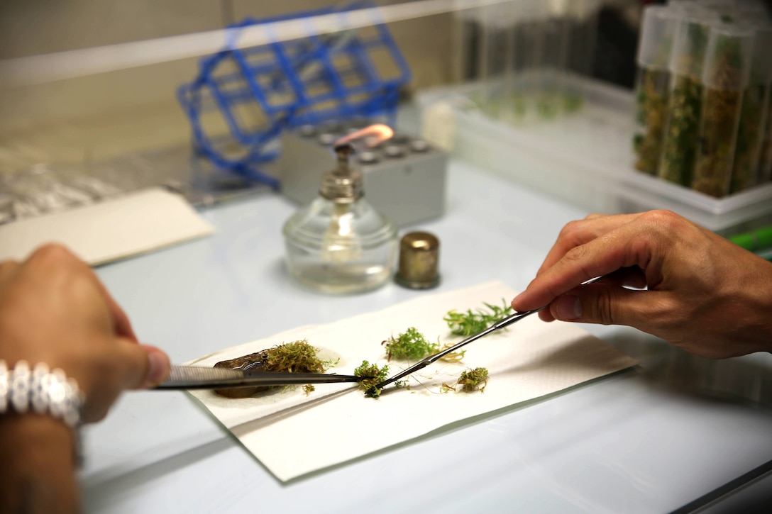 Peter Wiggin, a lab assistant for the Hawaii Rare Plant Program at the Lyon Arboretum, cleans cuttings of Iliau, a very rare native Hawaiian plant endemic to Kauai, and prepares the cuttings for tissue culture storage, Jan. 16, 2014. (U.S. Marine Corps photo by Lance Cpl. Suzanna Knotts)