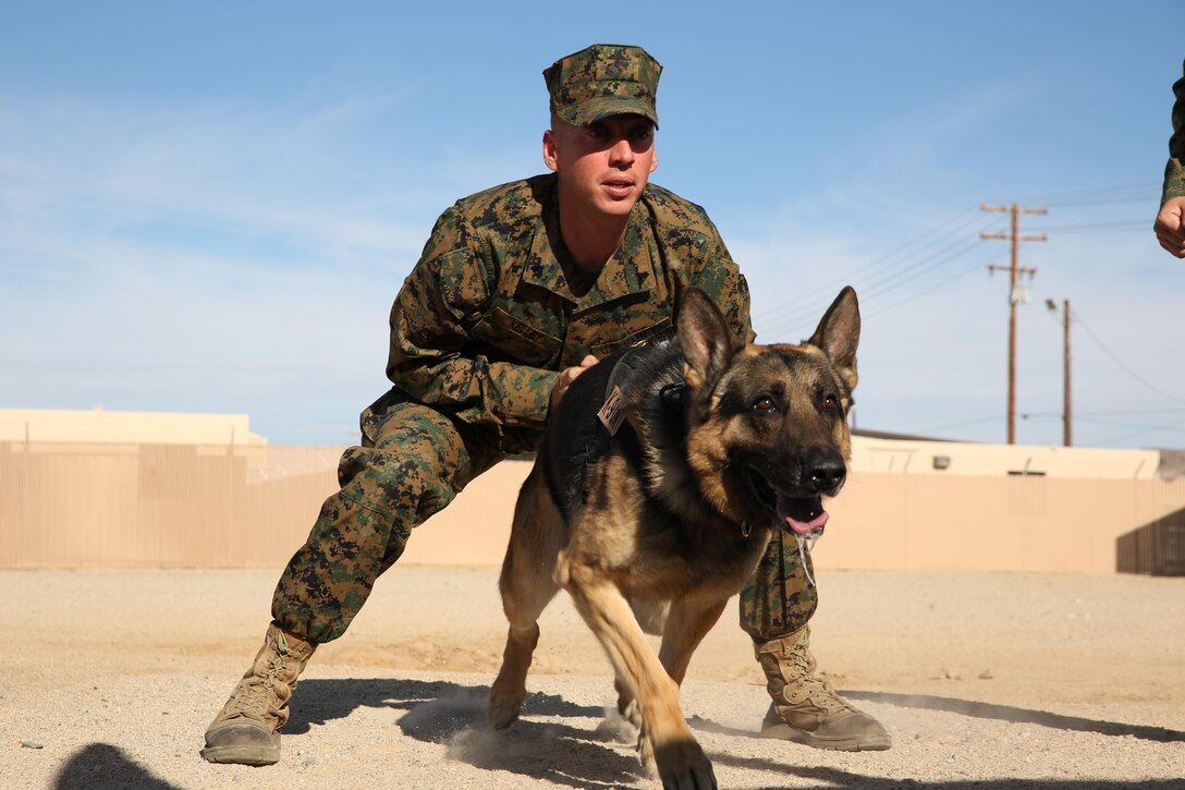 Cpl. Paul Kelley, military working dog handler, Combat Center’s Provost Marshal’s Office, holds on to MWD Collie before setting him on a potential suspect during aggression training near K9 unit kennels, Jan. 22, 2014. Aggression is one of the skills that handlers focus on the military working dogs.


