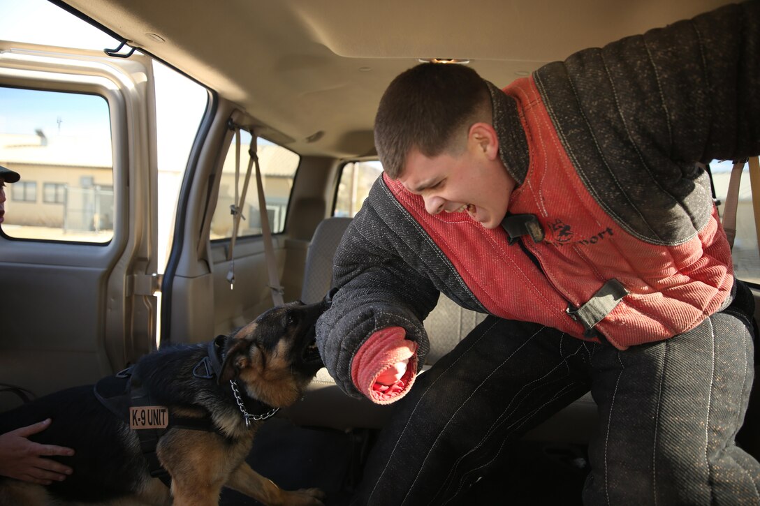 Cpl. Joshua Tavares, military police officer, takes a bite from military working dog Collie during aggression training near K9 unit kennels, Jan. 22, 2014. The bite suit is one of the tool handlers can use to assist aggression training.


