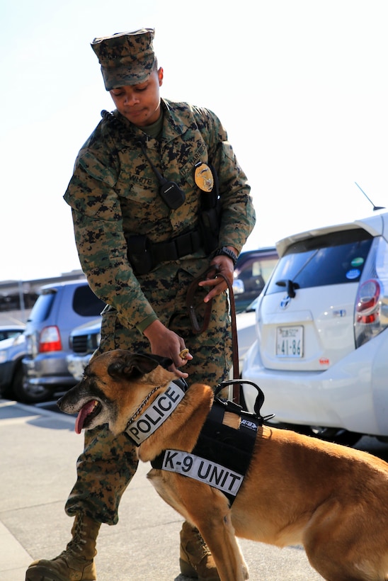 Lance Cpl. DeSean R. White, military working dog handler with Headquarters and Headquarters Squadron, prepares to load his military working dog Azra into the back of his vehicle aboard Marine Corps Air Station Iwakuni, Japan, Jan. 16, 2014. Azra is a 7-year-old female Belgian Malinois and has worked aboard station the past five years.