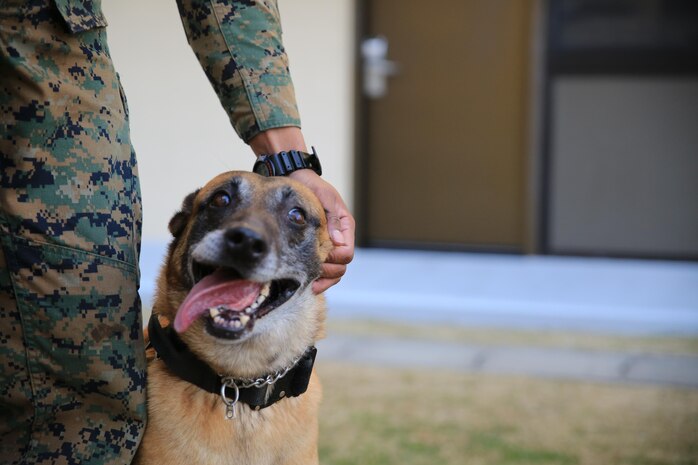 Azra, a military working dog aboard Marine Corps Air Station Iwakuni, Japan, is described by her handler, Lance Cpl. DeSean R. White, as, “that goofy person in office,” but also who always gets their work done and does it well. White said, no matter how he is feeling, when he is around Azra, her personality brightens his day.