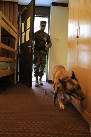 Lance Cpl. DeSean R. White, military working dog handler with Headquarters and Headquarters Squadron follows his dog Azra into a room during a routine training narcotics search exercise. The search took place inside an empty barracks room aboard Marine Corps Air Station Iwakuni, Japan, Jan. 16, 2014. Azra is a narcotics specialist dog and trains regularly to sustain and improve her sense of smell and trust with her handler.