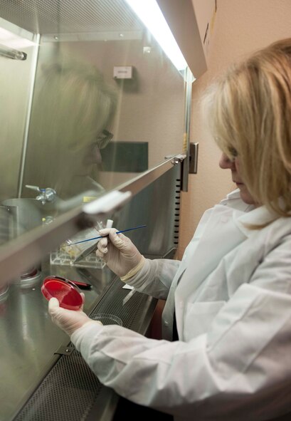 Lavon Slind, 5th Medical Group laboratory technical supervisor, uses a petri dish filled with agar to test for Beta Hemolytic Group A Strep at Minot Air Force Base, N.D., Jan. 23, 2014. Beta hemolytic Streptococcus group A is the organism that causes strep throat, an illness that is greatly increased during the winter months. (U.S. Air Force photo/Senior Airman Stephanie Sauberan) 