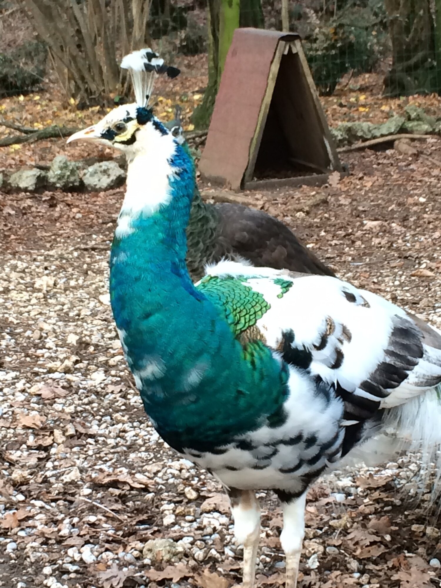 The beautiful male peacock poses for a photograph. Peacocks, roosters, rabbits, geese, and other small animals can be seen at the Rural Park of St. Florian in Polcenigo. (U.S. Air Force photo/Staff Sgt. R.J. Biermann)