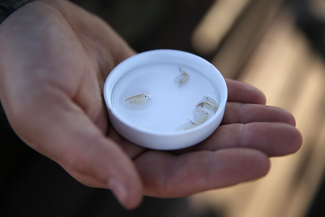A Marine holds a cap with deceased fairy shrimp while learning more about endangered species aboard Marine Corps Air Station Miramar, Calif., Jan. 22. The shrimp lay dormant in the earth when there is no water, sometimes for years, waiting for a pool to fill above them so they can hatch from their eggs.